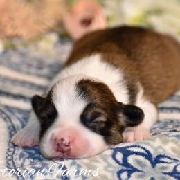 Spruce - Sable male Pembroke Welsh Corgi puppy in East Canton, Ohio from Victorian Farms