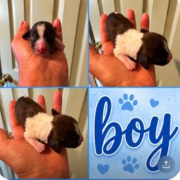 Piebald Boy - Piebald male Dachshund puppy in Michigan from Amberly's Dachshunds