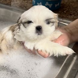 Shih Tzu Puppies from Sarayas Shih Tzus