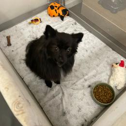 Cass - Pomeranian