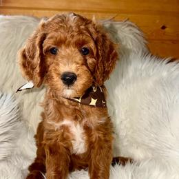 Vortex - Red  female Goldendoodle puppy in Beecher, Illinois from Erica’s Doodles