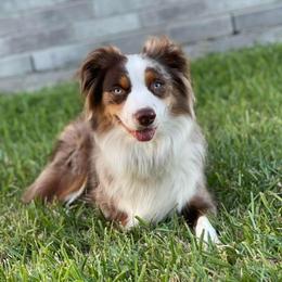 Lani - Miniature Australian Shepherd
