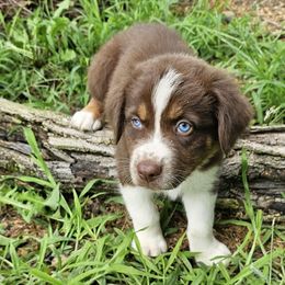 Bigfoot - Red tri-color male Australian Shepherd puppy in Columbus, Ohio from Gypsy River Aussies