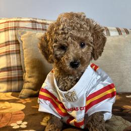 Poodles and Shih Tzus from PureBreedsKC