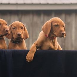 Vizslas from Echo Vizslas