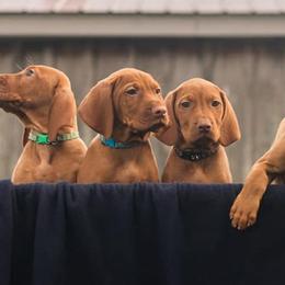 Vizslas from Echo Vizslas