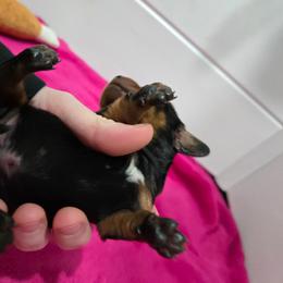Black and Tan Boy 1 - Black and tan male Dachshund puppy in Fulton, Missouri from New Hope Dachshund Puppies