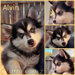 Alvin - Black and white male Pomsky puppy in San Jacinto, California from LittleLoyalz