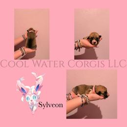 Sylveon - Red female Pembroke Welsh Corgi puppy in Kiowa, Colorado from Cool Water Corgis LLC