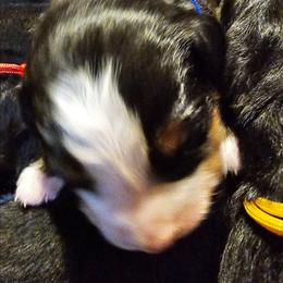 Blue - Black rust and white male Bernese Mountain Dog puppy in Auburn, Washington from MSM Bernese Mountain Dogs