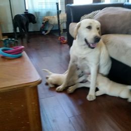 Labrador Retriever Puppies from Hero Labradors