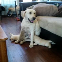 Labrador Retriever Puppies from Hero Labradors