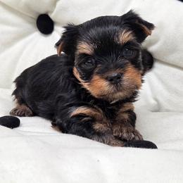 Lettie - Blue and gold female Yorkshire Terrier puppy in Monticello, Iowa from Ashley’s Puppies