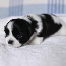 Chase - Black and white male Shih Tzu puppy in Montrose, Colorado from Nana's Happy Pups