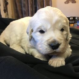 Golden Retriever and Labrador Retriever Puppies from Golden Hills Retrievers