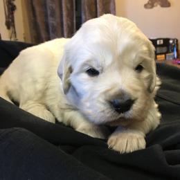 Golden Retriever and Labrador Retriever Puppies from Golden Hills Retrievers