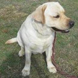 Labrador Retrievers from Talisman Labs