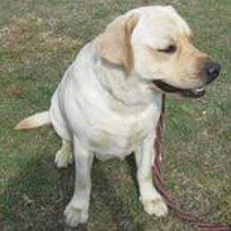 Labrador Retrievers from Talisman Labs