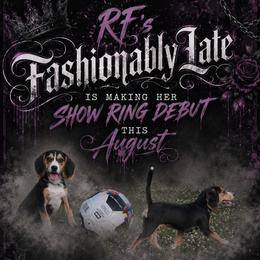 RF's Fancy - Beagle