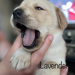 Labrador Retriever Puppies from Red Sky Retrievers LLC