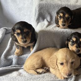 Dachshunds from Holiday Dachshunds