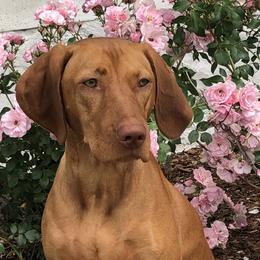 Vizslas from Encore Vizsla