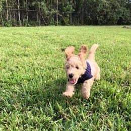 Goldendoodles from Gillian Schwartz's Goldendoodles
