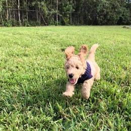 Goldendoodles from Gillian Schwartz's Goldendoodles