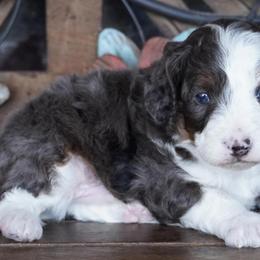 Boy 1 - Blue merle male Aussiedoodle puppy in Lawton, Oklahoma from Lindsey’s Aussies