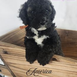 Cockapoo, Goldendoodle, and Poodle Puppies from Lavender poodles & doodles