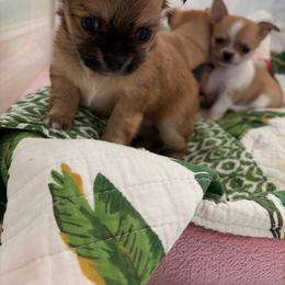 Button - Sable spotted white male Chihuahua puppy in Eustis, Florida from Chichianna's Legacy