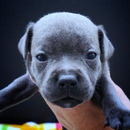 Sorbet - Blue female Staffordshire Bull Terrier puppy in Dallas, Texas from Wild Blue Staffords