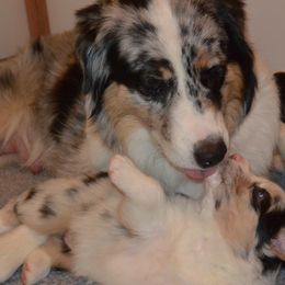 Australian Shepherd Puppies from Highline