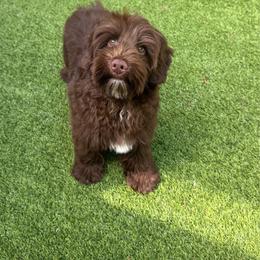 Hershey - Chocolate male Australian Labradoodle puppy in Nashville, Tennessee from SF Australian Labradoodles