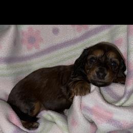 Girl 1 - Chocolate and tan female Dachshund puppy in Laurel, Mississippi from BB's Dotsies