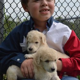 Poodle Puppies from D and D Standard Poodles