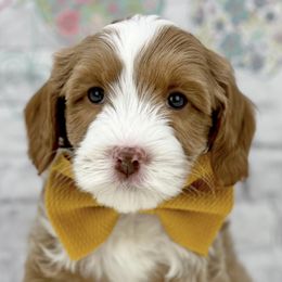 Australian Labradoodles from Great Bridge Labradoodles, LLC
