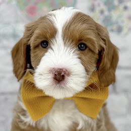 Australian Labradoodles from Great Bridge Labradoodles, LLC