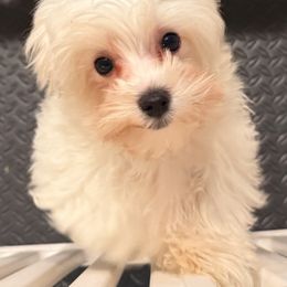 Third dog - White male Maltese puppy in Kansas City, Missouri from Bichoncitos Malteses ❤️