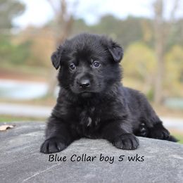 Blue Collar - Black male German Shepherd puppy in Elkmont, Alabama from Oakmont Shepherds