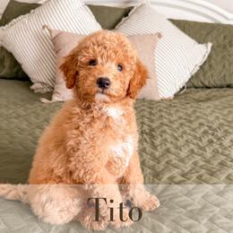 Tito - Red  male Goldendoodle puppy in Melba, Idaho from KZ Doodles
