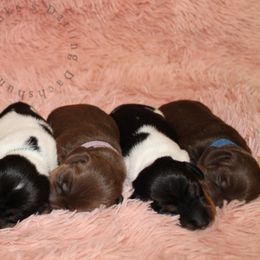 Dachshund Puppies from Brooke's Darling Dachshunds