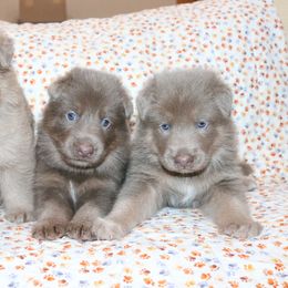 German Shepherd Puppies from Sprague's German Shepherds