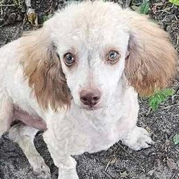 Poodles and Yorkipoos from Mandy's Poodle's