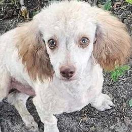 Poodles and Yorkipoos from Mandy's Poodle's