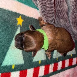 Pluto - Gold male Shih Tzu puppy in Huber Heights, Ohio from Little Healthy Purebred Pups