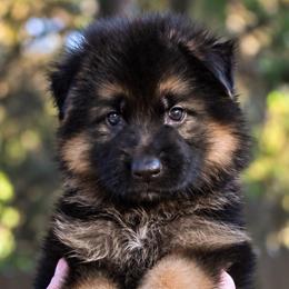 Ava Grace - Black and red female German Shepherd puppy in Canton, Texas from WILDWOOD GERMAN SHEPHERDS