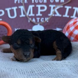 Teddiursa - Black male Bordoodle puppy in Canfield, Ohio from Poo's Doo's & Inu's