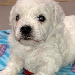 Puppy - White male Bichon Frise puppy in Greenville, South Carolina from Almaza Bichons