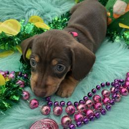 Lisa Marie - Chocolate and tan female Dachshund puppy in Sarah, Mississippi from White's Mississippi Doxies